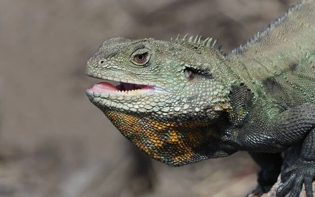 Australian Waterdragon are extremely shy in the wild, but readily adapt to continual human presence in suburban parks and gardens © Dennis J Wehner Photography                                 