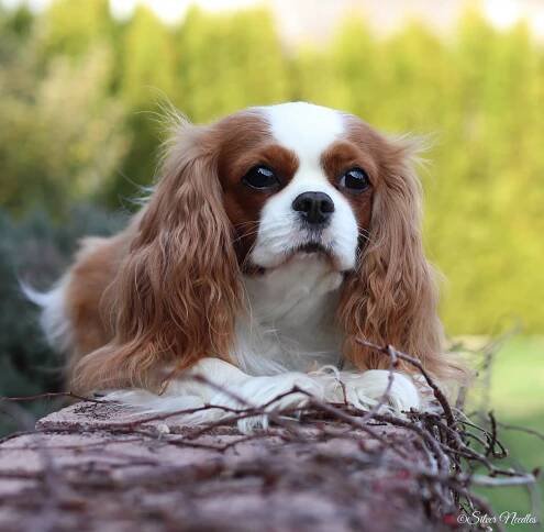 Emma Redstone Cavalier - Silver Needles