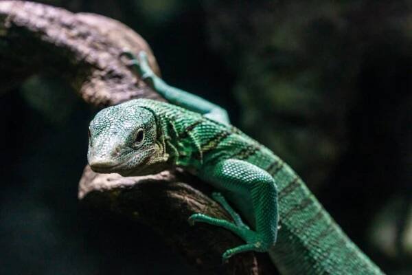 Enrichment for Reptiles and Amphibians | Exotics Keeper Magazine