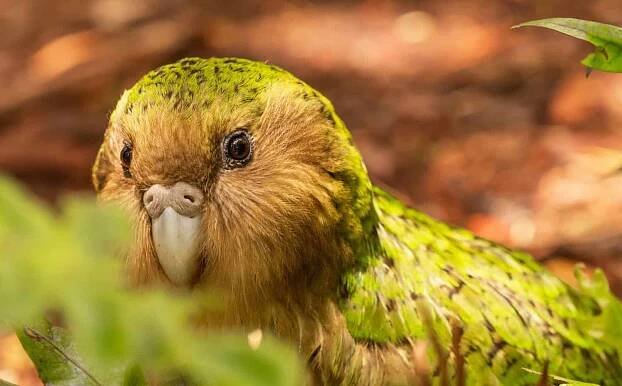 Wild endemic flightless Kakapo parrot in New Zealand