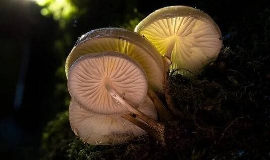 Jsou skutečně magické: houby zpomalují chřadnutí mozku - Euro.cz