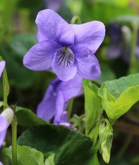 common blue violet