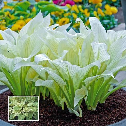 The White Feather Hosta: A Majestic Elegance in the World of Horticulture - mygardenchannel