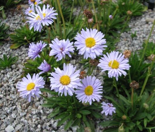 Brachyscome scapigera