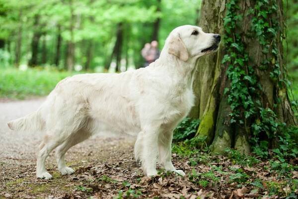 Golden Retriever Didi – Marinianis Goldens & Borders