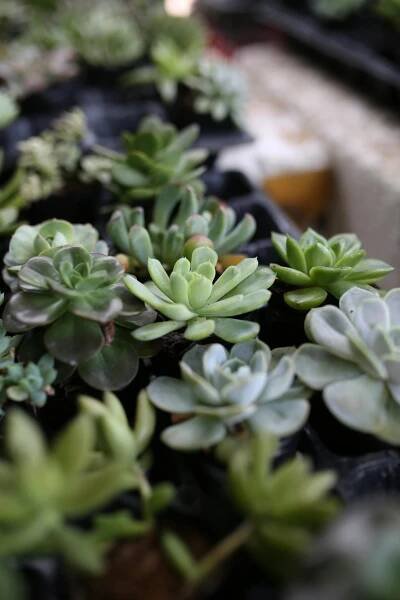 Základová fotografie na téma botanické umění, botanický, detail, dřevěná police, echeveria, ekologický, estetický, hrnkové