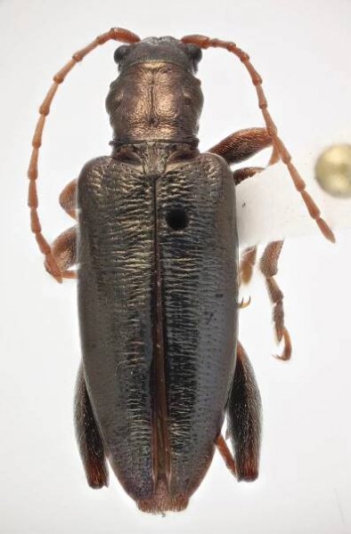 Poecilocera
