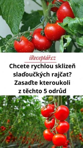 Chcete rychlou sklizeň slaďoučkých rajčat? Zasaďte kteroukoli z těchto 5 odrůd
