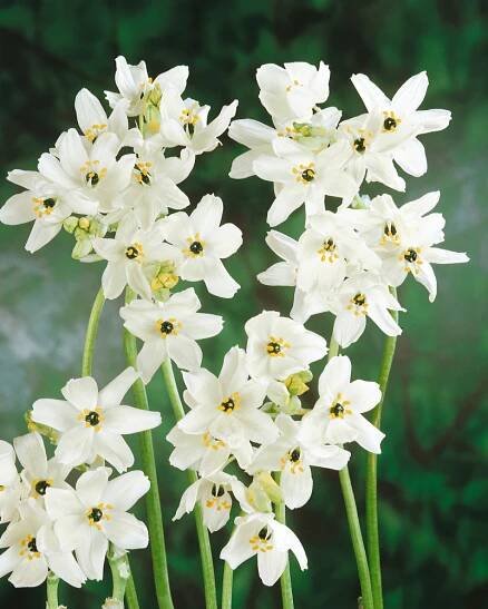 Ornithogalum arabicum , Snědek, bal. 3 ks, 14,+
