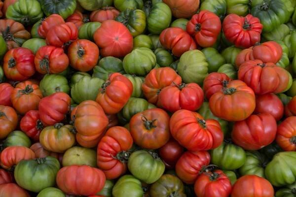 RAJČE ZAPOTEC PLEATED STARÁ ODRŮDA SEMEN Druh rostliny rajčata