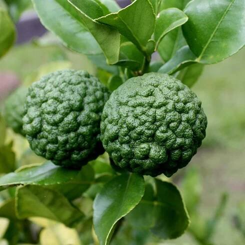Cena: €3.50 – KAFFIR LIME Seeds (Citrus hystrix)