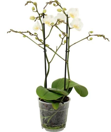 GROW by OBI Orchidej motýlokvětá "Phalaenopsis", různé druhy, pr. 12 x 35-50 cm
