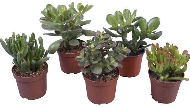 Různé druhy tlustice průměr květináče cca 10,5 cm Crassula nakoupit u OBI