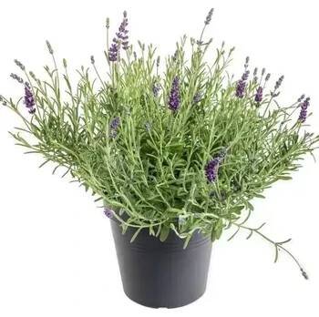 Lavandula angustifolia 'Hidcote' C5L