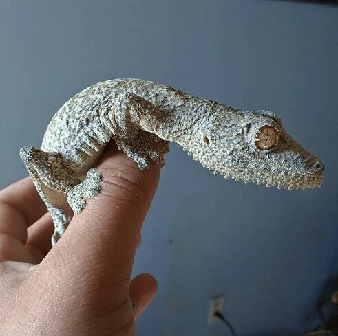 Uroplatus aff. henkeli, leaf-tailed gecko