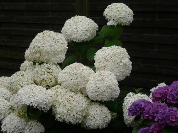 Hortenzie STRONG ANNABELLE