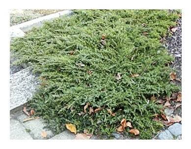 Juniperus communis ´Green Carpet´  Jalovec obecný ´Green Carpet´