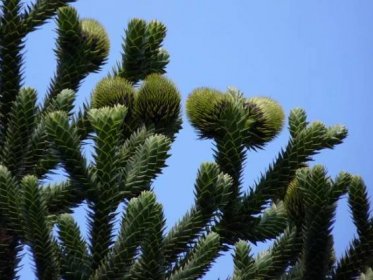 Rostliny: Araucaria araucana - araukárie, blahočet chilský