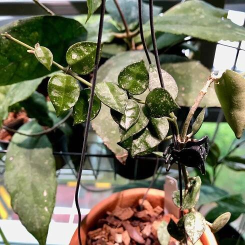 Plant FOLKS, Author at Plant Folks