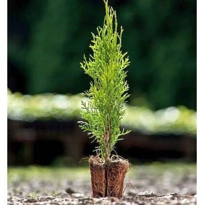Zerav thuja Smaragd