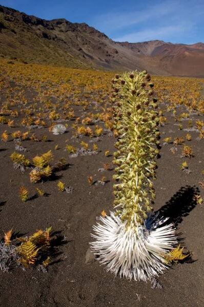 Argyroxiphium – Wikipedie