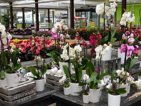 Pflanzen-Discount aus Bielefeld | Pflanzen | Erden | Pflanzgefäße | Dekoartikel 