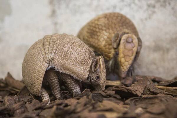 Zvířata jako z jiného světa: V pražské zoo ukázali rodinku pásovců