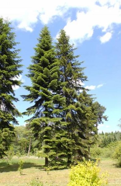 Soubor:Abies sibirica HDR.jpg – Wikipedie