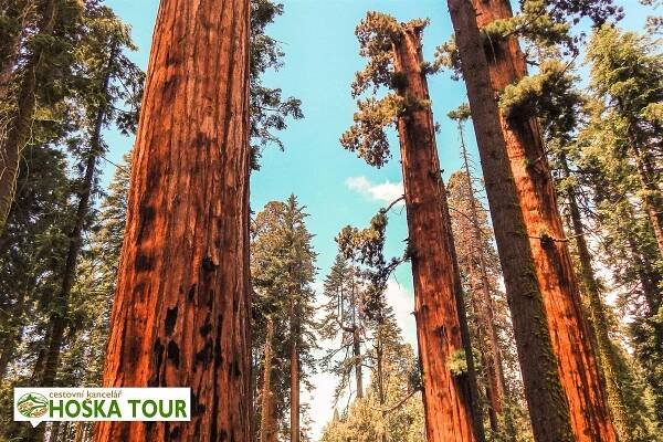 Národní park Sequoia: za obřími sekvojovci do Kalifornie | CK HOŠKA TOUR