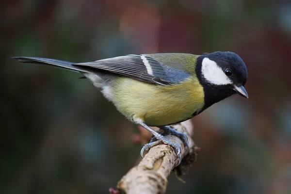 File:Parus major poised.jpg - Wikimedia Commons
