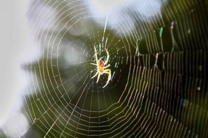 Druhy pavouků v ČR – běžní pavouci v Česku