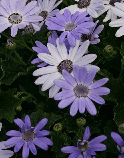 Senetti-Lavender-05.png