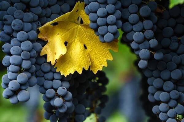 Cabernet Sauvignon - Falstaff