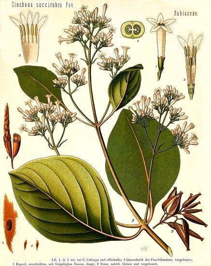 Angiosperm families - Rubiaceae Juss. 