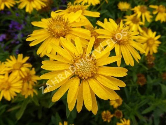 Zlatoočko 'Golden Sunshine' - Chrysopsis speciosa 'Golden Sunshine'