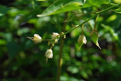 Klokoč zpeřený (Staphylea pinnata)