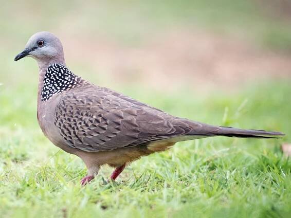 Biodiversity – Birds