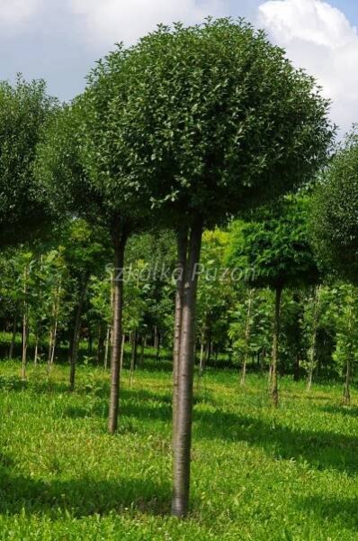 Třešeň (PRUNUS) Různé odrůdy | Trombone Tree Nursery Trombone Nursery 