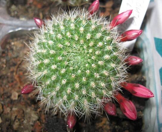 Súbor:Rebutia violaciflora 1x.png
