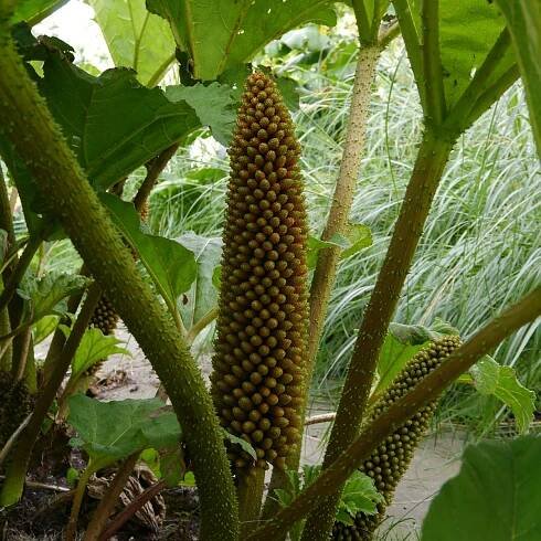 Barota rukávovitá Gunnera manicata prodej semen 6 ks