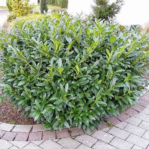 Bobkovišeň lékařská NOVITA je ideální na živý plot VELKÁ SAZENICE stálezele Výška sazenice 40–60 cm