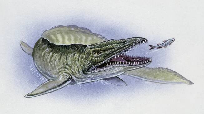 Evidence of 30-foot ancient sea monster found in Mississippi - ABC News
