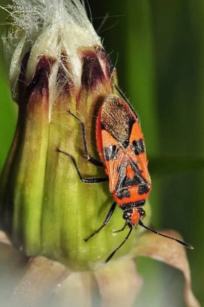 Obrubnica červená (Corizus hyoscyami)