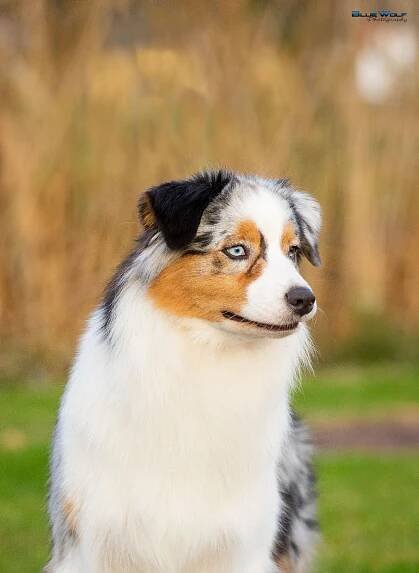 Aussie past dogs Archives - Australian Shepherd