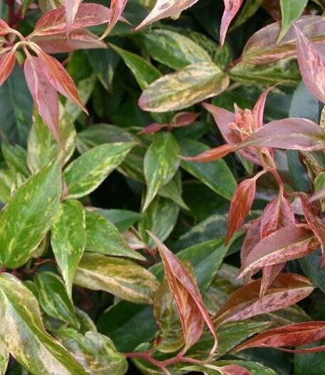 Leucothoe walteri ´Rainbow´ | Zahrady ART Jaroměř