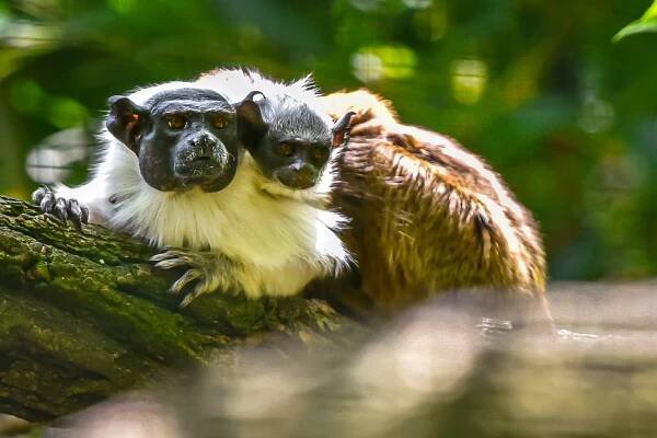 Zoo Zlín poprvé odchovala kriticky ohroženého tamarína pestrého