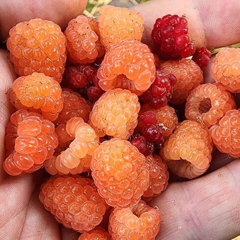 Double Gold Raspberryb-SMALL