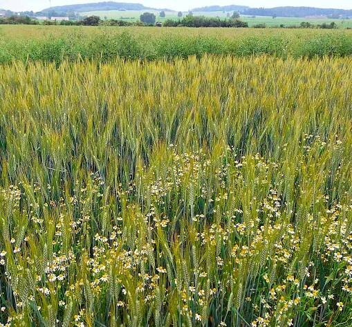 Použití herbicidů v pšenici tvrdé - Články - Agromanuál.cz