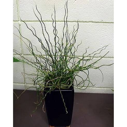 JUNCUS effusus "Spiralis"/Sitina rozkladitá | DOLTAK 
