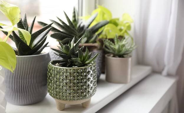 Dejte šanci sukulentům a bonsajím | Sconto